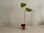 Monstera stekje / zaailing 1, Ophalen, Overige soorten, Halfschaduw, Minder dan 100 cm