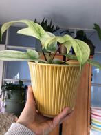 Philodendron Florida Ghost in okergele bloempot, Huis en Inrichting, Kamerplanten, Ophalen of Verzenden, In pot, Halfschaduw, Minder dan 100 cm
