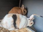 Gratis 2 konijntjes, Dieren en Toebehoren, Konijnen