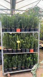 Euonymus Green spire in 17 cm pot en 40/60 cm hoog, Ophalen, Overige soorten