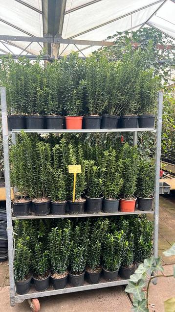 Euonymus Green spire in 17 cm pot en 40/60 cm hoog beschikbaar voor biedingen