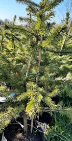 Servische spar /Picea Omorika, 70cm, snelgroeiende kerstboom, Tuin en Terras, Ophalen, In pot, Overige soorten, Minder dan 100 cm