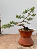 Bonsaï - Jeneverbes ("Juniperus"), Tuin en Terras, Bloeit niet, Overige soorten, Minder dan 100 cm, Ophalen