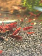 Bloody mary neocaridina garnalen, Dieren en Toebehoren, Kreeft, Krab of Garnaal, Zoetwatervis, Schoolvis
