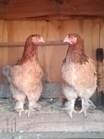Grote Brahma trio roodbruin van kleur zeldzaam, Dieren en Toebehoren, Pluimvee