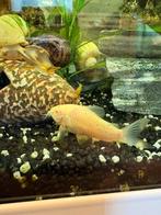 Corydora Albino, Vis, Zoetwatervis, Schoolvis