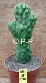 Unieke San Pedro Cactus monstervormen - pachanoi monstrosus, Cactus, Minder dan 100 cm, In pot, Volle zon