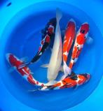 Japankoi, Nisai echte jumbo koi nu al 55cm, Karper of Koi