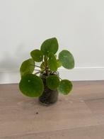 Pilea of Pannenkoekplant, Ophalen of Verzenden