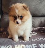 Super mooie dwergkees pups te koop, België, Particulier, Keeshond, 8 tot 15 weken