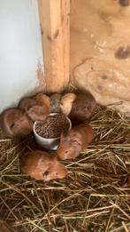 Jonge cavia’s te koop, Dieren en Toebehoren, Knaagdieren, Cavia, December, Meerdere dieren, Tam