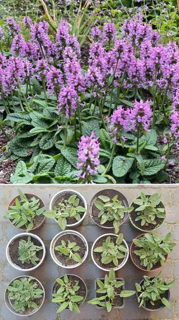 Vaste plant Stachys officinalis Ukkie Andoorn vlinders bijen beschikbaar voor biedingen