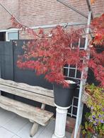 Japanse esdoorn, Tuin en Terras, Ophalen, Bloeit niet, Overige soorten, Halfschaduw