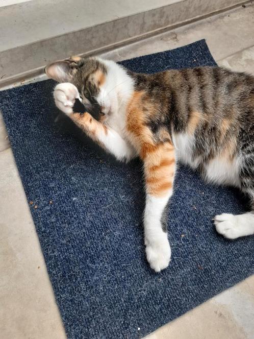 Driekleurig poes, Dieren en Toebehoren, Katten en Kittens | Overige Katten, Poes