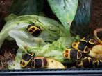 Rozen kevers, Dieren en Toebehoren, Overige soorten