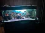 Cichliden aquarium, Dieren en Toebehoren, Vissen | Aquaria en Toebehoren, Ophalen, Zo goed als nieuw, Gevuld zoetwateraquarium