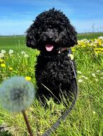 Gezocht nieuw liefdevol huis dwergpoedel Koos, Dieren en Toebehoren, Poedel, Rabiës (hondsdolheid), Reu, 1 tot 2 jaar