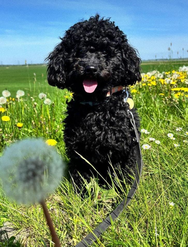 Gezocht nieuw liefdevol huis dwergpoedel Koos, Dieren en Toebehoren, Honden | Chihuahua's en Gezelschapshonden, Reu, Poedel, Particulier