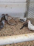 11 bonte diamant duiven, Dieren en Toebehoren, Vogels | Duiven, Meerdere dieren, Overige soorten