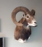 Opgezette moeflon, Verzamelen, Ophalen, Zo goed als nieuw, Opgezet dier