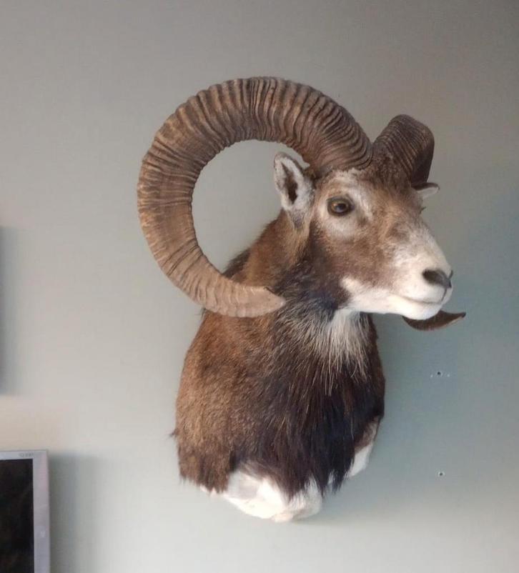 Opgezette moeflon, Verzamelen, Dierenverzamelingen, Zo goed als nieuw, Opgezet dier, Ophalen