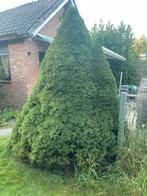 Mooie dwergspar, ruim 2 meter hoog, Ophalen, Bloeit niet, Halfschaduw, Overige soorten
