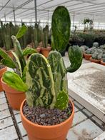 Cactus Opuntia Cochenillifera Variegata.Potmaat 20cm., Minder dan 100 cm, Bloeiende kamerplant, Halfschaduw, Ophalen of Verzenden