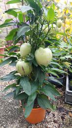 Meloenpeer (dwerg meloen). Pepino., Tuin en Terras, Ophalen, Minder dan 100 cm, Overige soorten