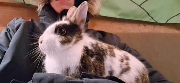 Voedster (Japanner) beschikbaar voor biedingen