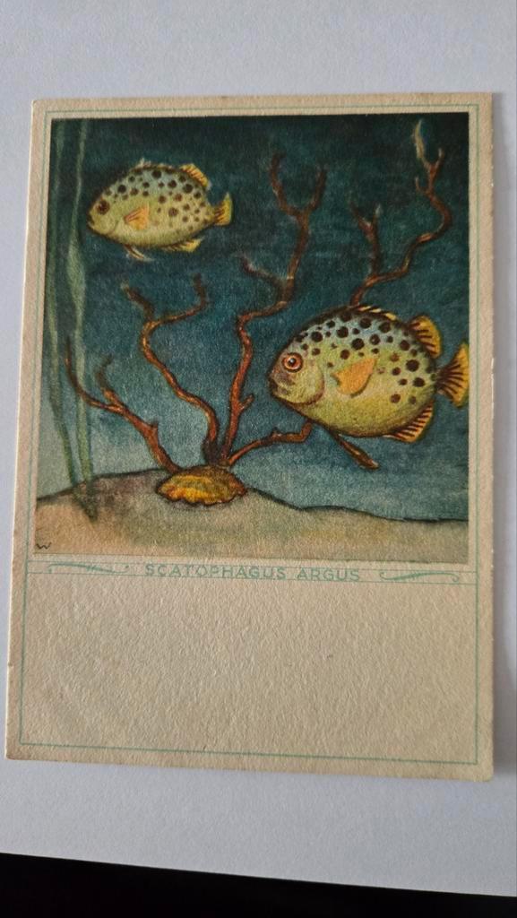 Oude Ansichtkaart Scatophagus Argus - 1944, Verzamelen, Ansichtkaarten | Nederland, Gelopen, Noord-Holland, 1940 tot 1960, Ophalen of Verzenden