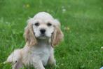 Amerikaanse cocker spaniel pup, Dieren en Toebehoren, België, 15 weken tot 1 jaar, Reu, Eén hond