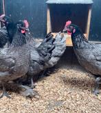 Bleu de Landes | Mooie kippen | Deskundig advies, Meerdere dieren, Kip