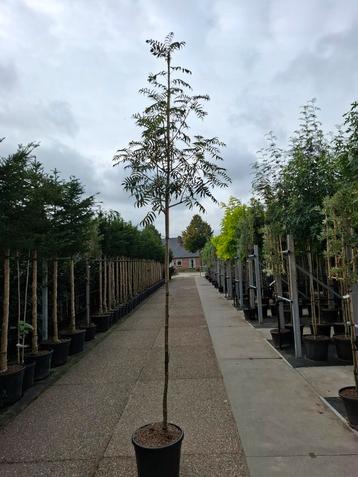 mooie lijsterbes in pot leverbaar sorbus dodong  beschikbaar voor biedingen