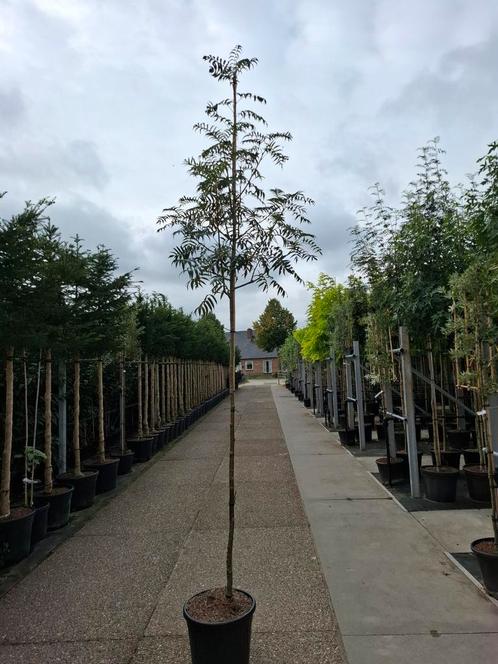 mooie lijsterbes in pot leverbaar sorbus dodong, Tuin en Terras, Planten | Bomen, Overige soorten, Volle zon, In pot, Ophalen