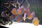 Gezocht: Discus brown/red (nakweek) regio santarem cuipeau, Dieren en Toebehoren, Vissen | Aquariumvissen, Zoetwatervis, Vis