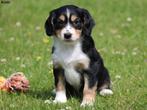 Knappe Kruising Sheltie pup!, Nederland, Reu, 8 tot 15 weken, CDV (hondenziekte)