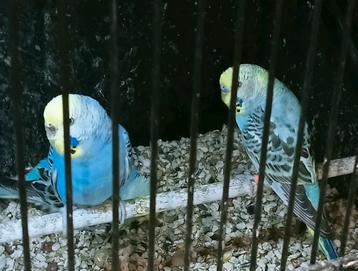 Leuk piep jong koppel regenboog parkieten  beschikbaar voor biedingen