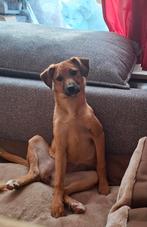 4.maand jong teefje zoekt huis, Dieren en Toebehoren, Honden | Niet-rashonden, Particulier, Rabiës (hondsdolheid), 15 weken tot 1 jaar