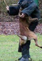 Mechelse herder pups KNPV IGP IPO SPORT, Parvo, 8 tot 15 weken, Meerdere, Meerdere dieren