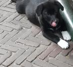 Lieve enthousiaste kruising Labrador/Shepherd pups., Dieren en Toebehoren, Honden | Niet-rashonden, 8 tot 15 weken, CDV (hondenziekte)