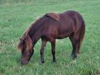Appaloosa hengst van Contender, Hengst
