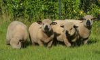 Hampshire down ram lammeren, Dieren en Toebehoren, Schapen, Geiten en Varkens, Mannelijk, Schaap, 0 tot 2 jaar