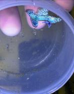 Turquoise dragon guppy , gup, guppen ( zeldzaam ), Dieren en Toebehoren, Vis, Zoetwatervis
