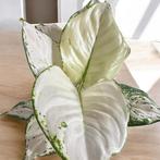 Aglaonema Super White - Prachtige Kamerplant, Huis en Inrichting, Overige soorten, In pot, Minder dan 100 cm, Groene kamerplant