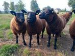 Jonge ooitjes, Dieren en Toebehoren, Vrouwelijk, Schaap
