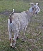 Nubische dwerg bok, Dieren en Toebehoren, Schapen, Geiten en Varkens, Mannelijk, Geit