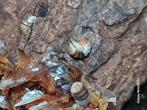 Cubaris sp 'white shark', Overige soorten