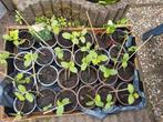 Komkommer plantjes ea, Ophalen, Volle zon, Groenteplanten, Eenjarig