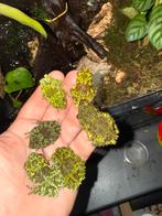 Moskikkers mer terrarium groep van 7 waarvan 3 vrouwtjes, Dieren en Toebehoren, Reptielen en Amfibieën | Toebehoren, Ophalen of Verzenden