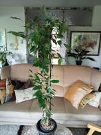 Ficus Benjamina, Ophalen, Ficus, Minder dan 100 cm